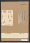 Surirella elegans var. norvegica (Eul.) Brun (de-Toni-Nr.: Genus 53, Species 2236) Zeichnungen Sammlung Grunow Nr. 4658 (NHMW-BOT-W0372723)